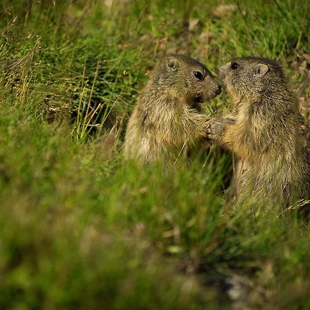 Rifugio Sass Bece Hotel Canazei Zewnętrze zdjęcie